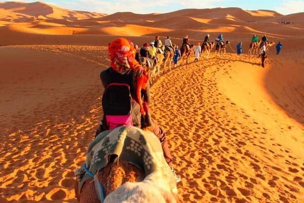 Fantasia de paseos en camello en el desierto de Marruecos.
